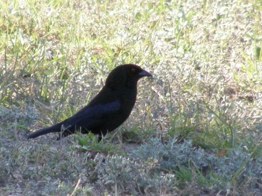 Bronzed Cowbird - ML647595264