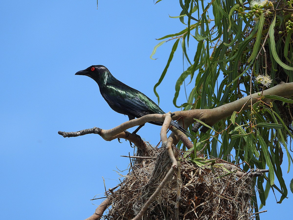 špaček lesklý - ML647595265