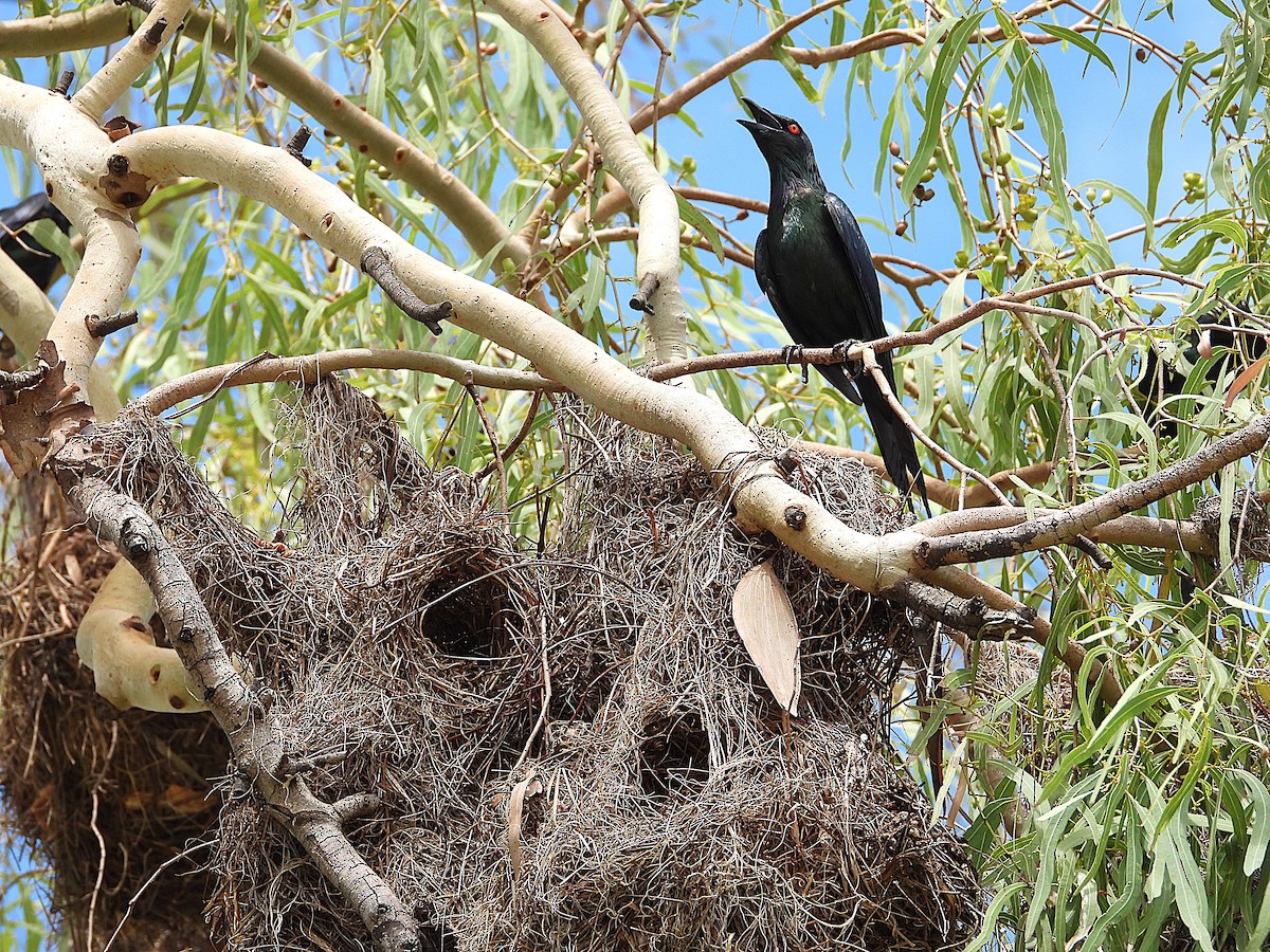 špaček lesklý - ML647595266