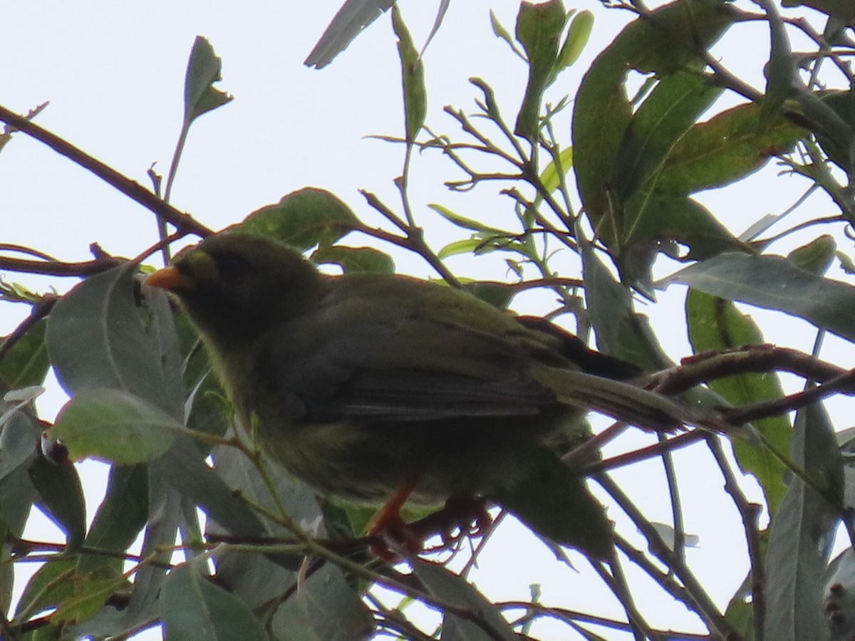 スズミツスイ - ML647595289