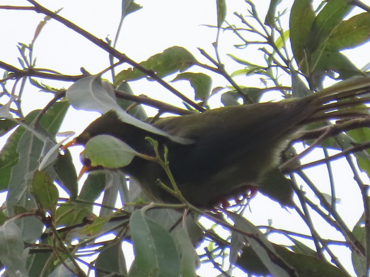 スズミツスイ - ML647595290