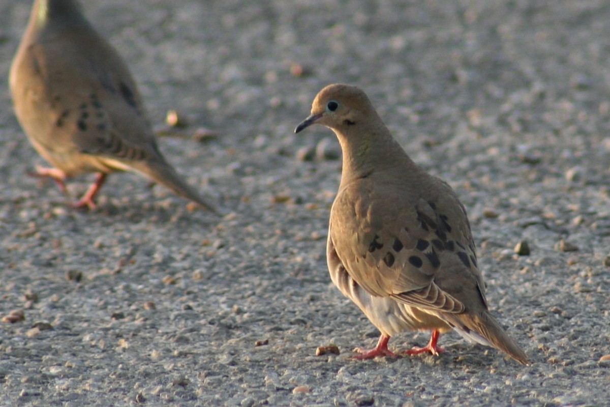 Mourning Dove - ML647595298