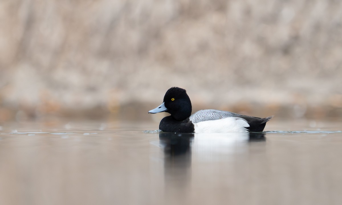 Lesser Scaup - ML647595305