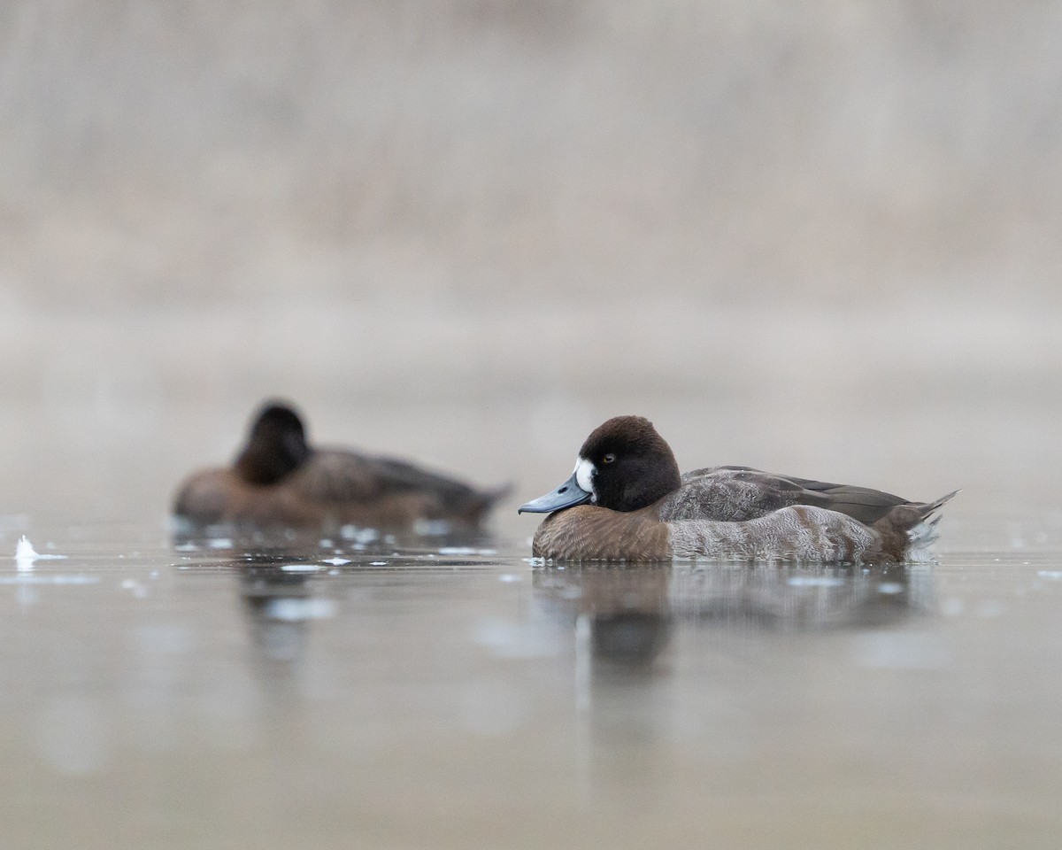 Lesser Scaup - ML647595306