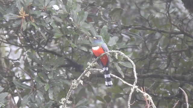 trogon mexický - ML647595326