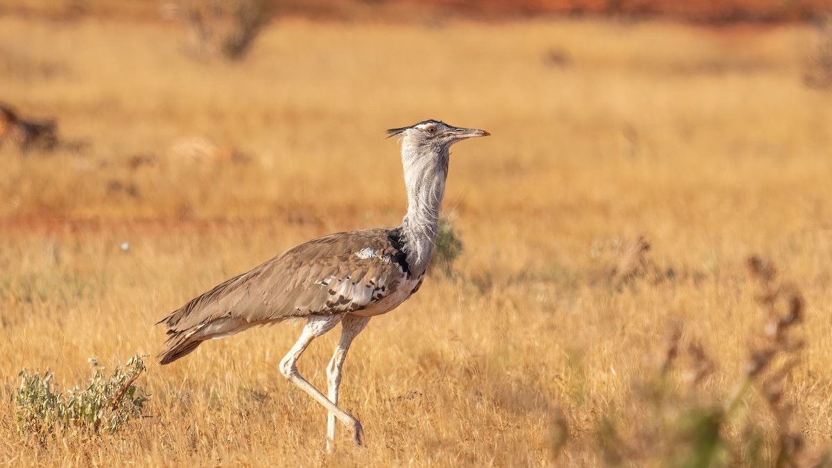 Kori Toyu - ML647595327