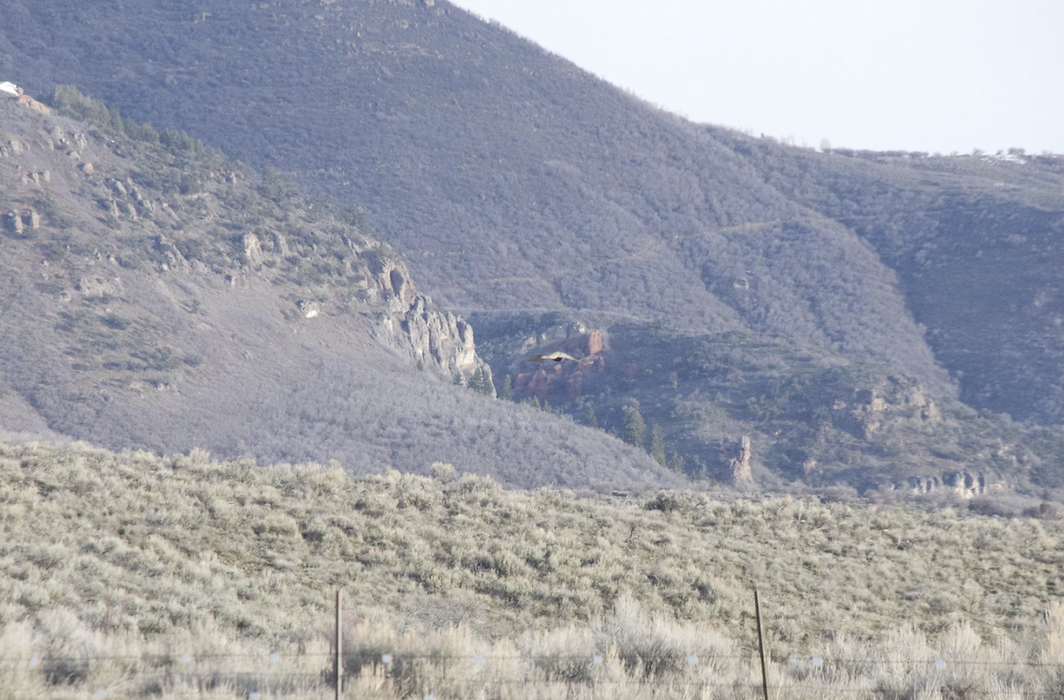 Greater Sage-Grouse - ML647595329