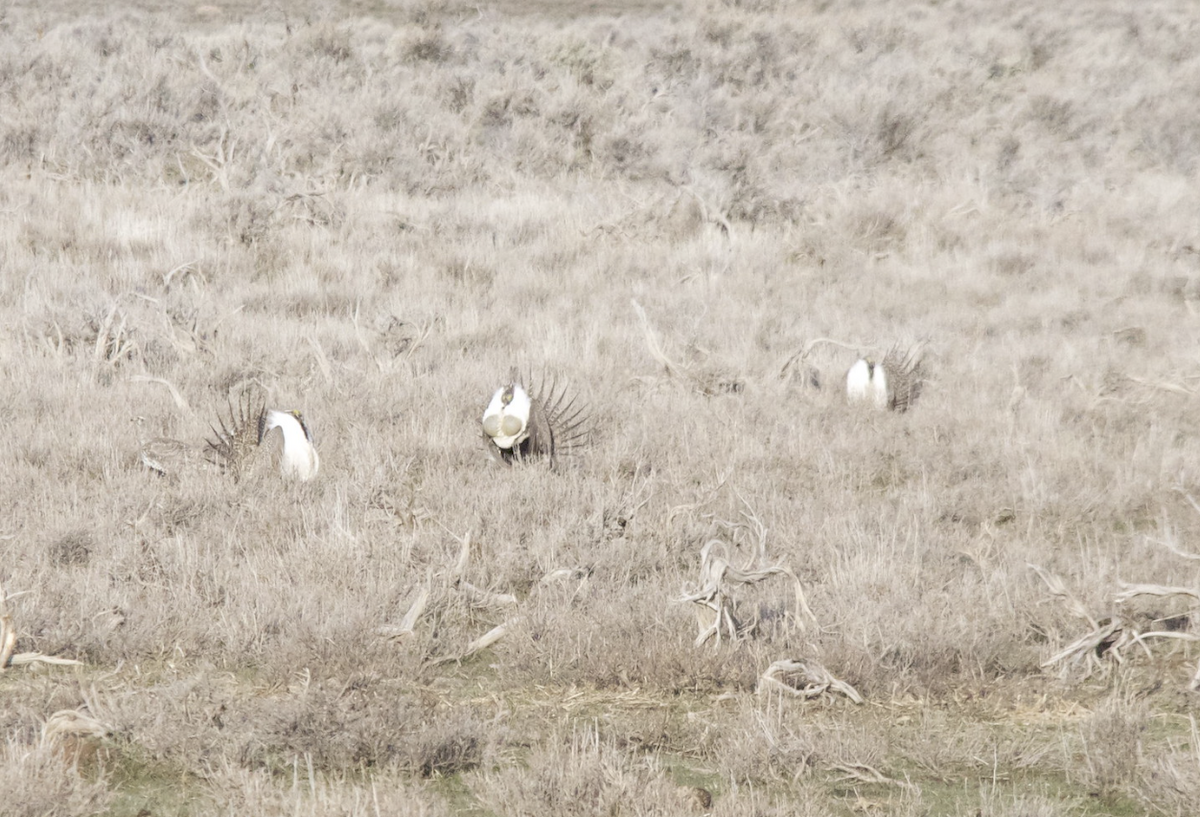 Greater Sage-Grouse - ML647595330