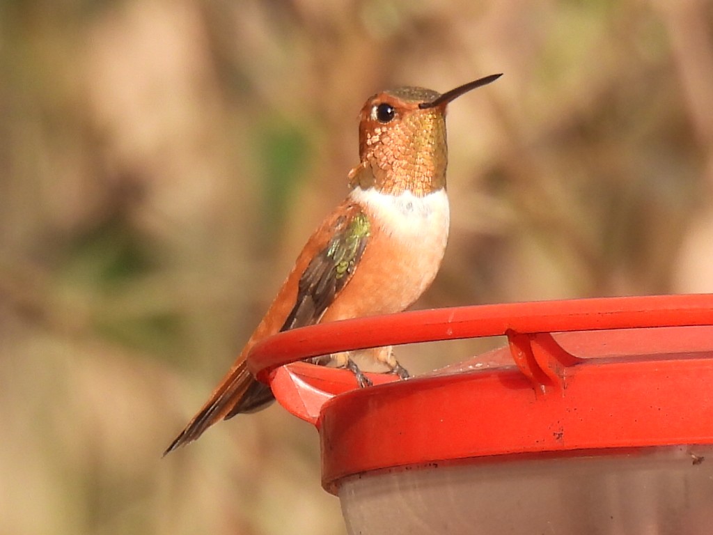Rufous Hummingbird - ML647595331
