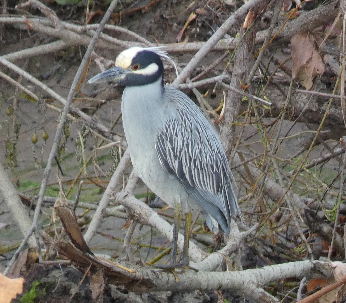 Yellow-crowned Night Heron - ML647595332