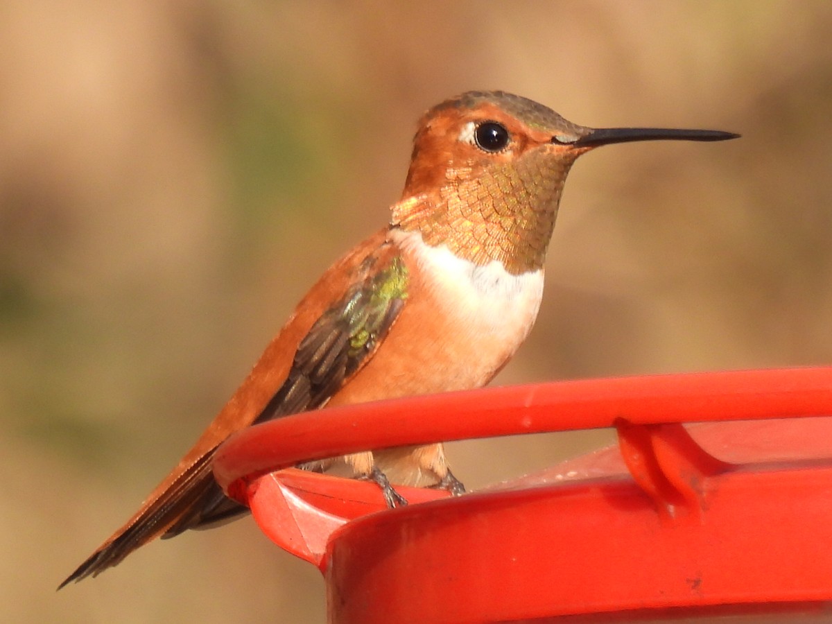 Rufous Hummingbird - ML647595335