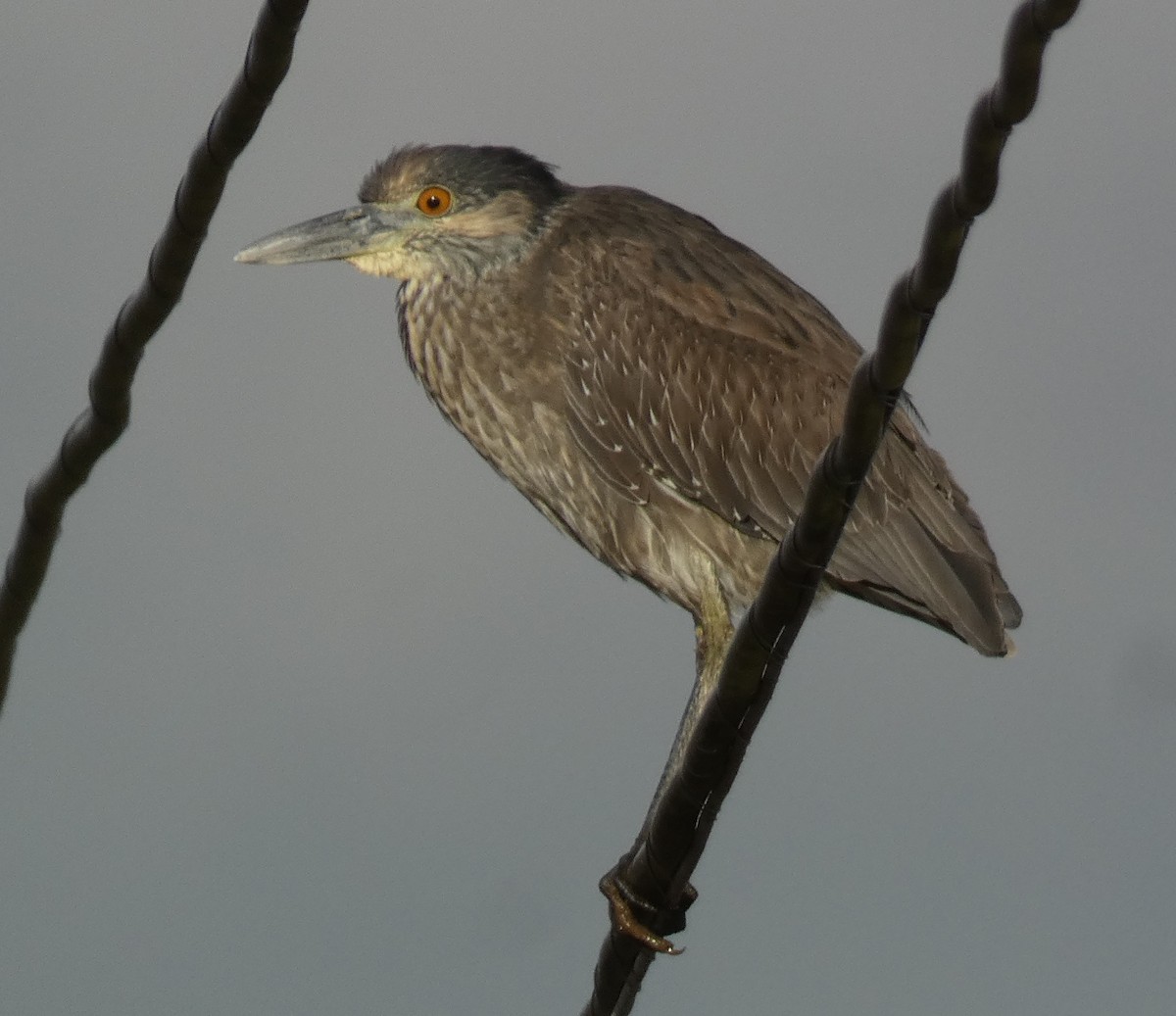 Yellow-crowned Night Heron - ML647595339