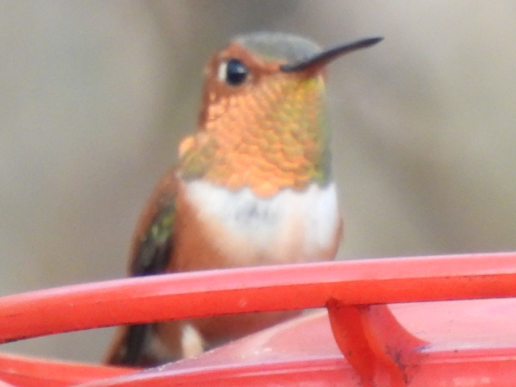 Rufous Hummingbird - ML647595341