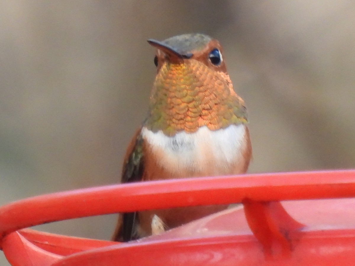 Rufous Hummingbird - ML647595343