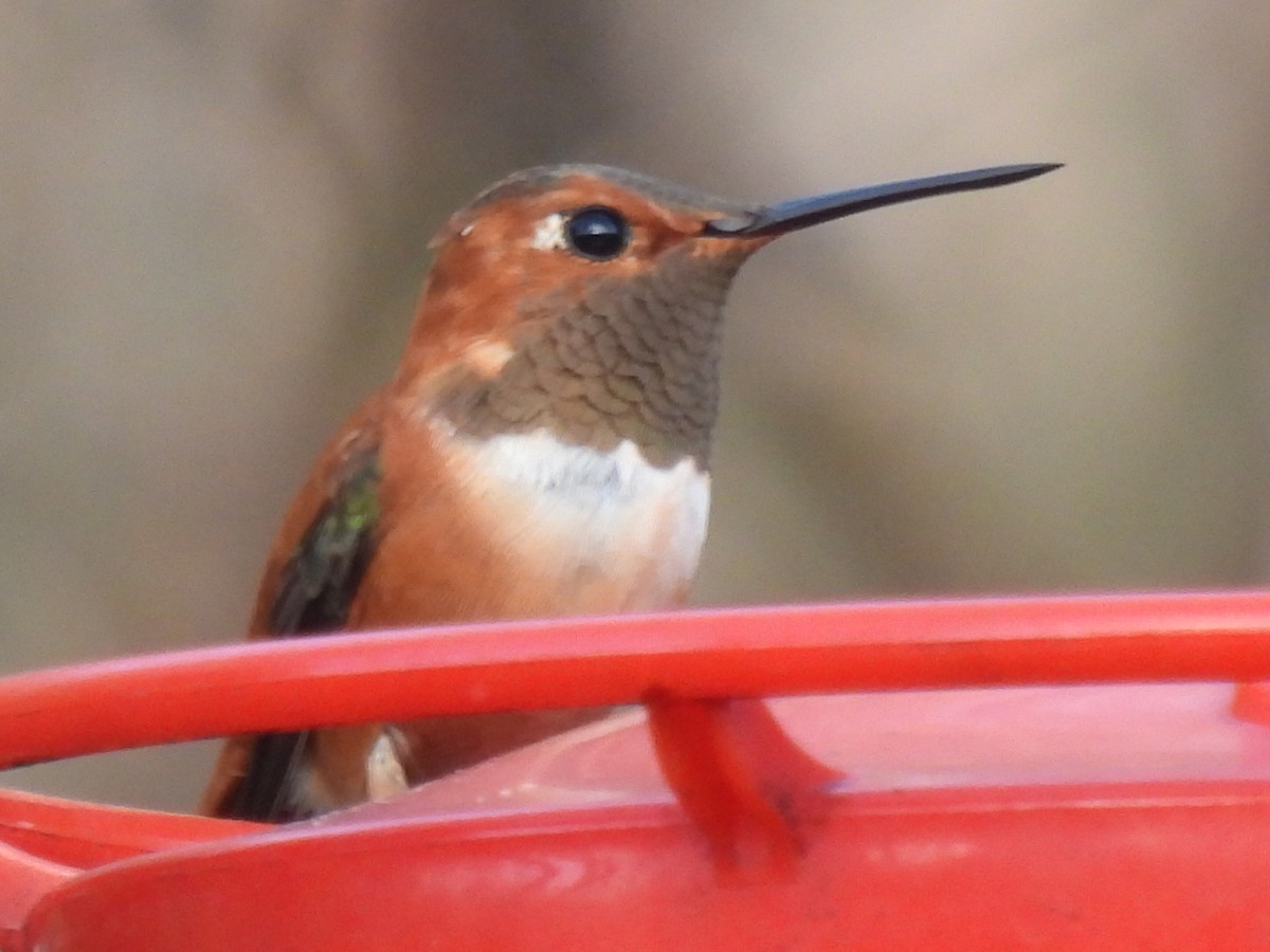 Colibrí Rufo - ML647595352
