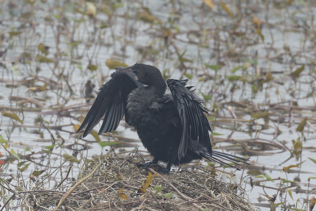Cormorán de Java - ML647595354
