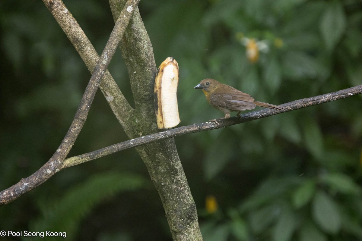 Habia Gorjirroja - ML647595355