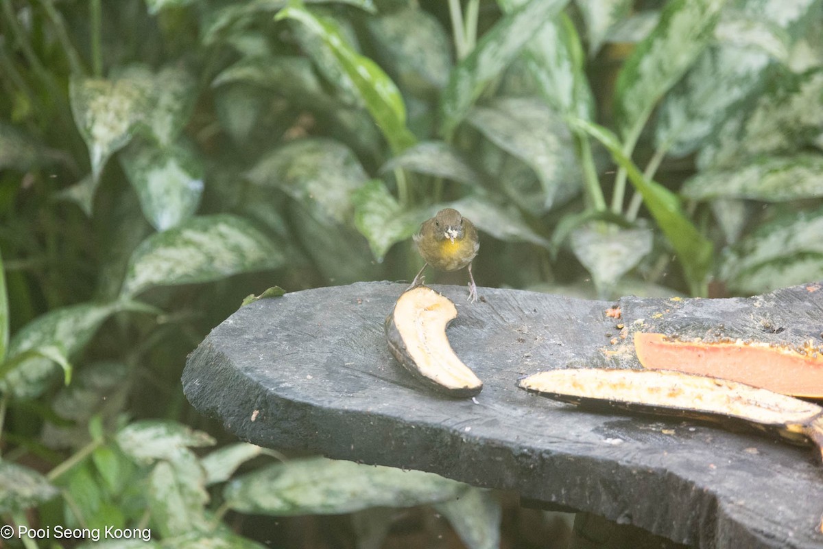 Habia Gorjirroja - ML647595356