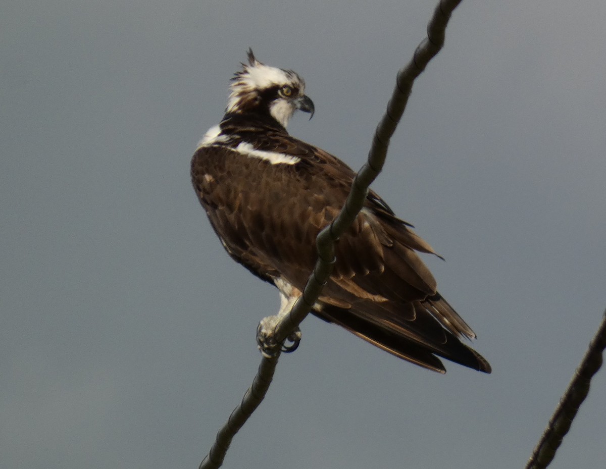 Águila Pescadora - ML647595357