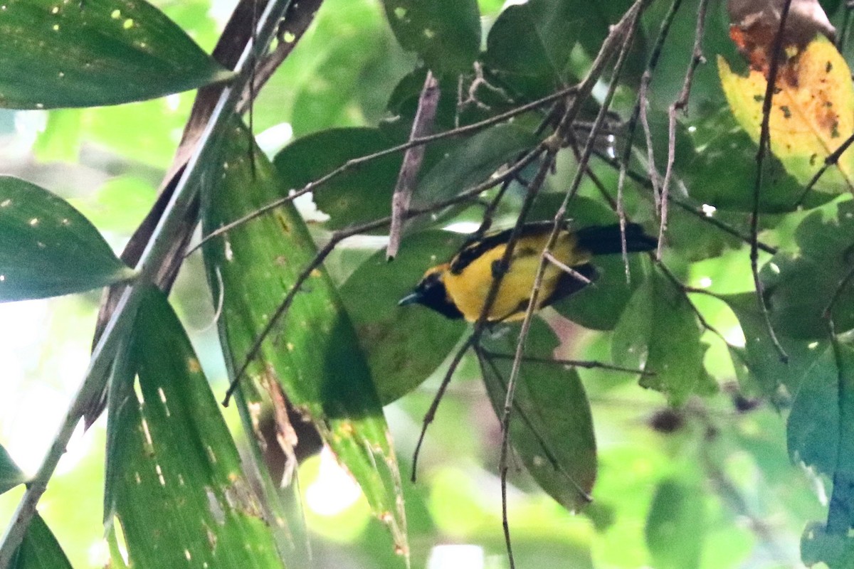 Monarca Dorado - ML647595358