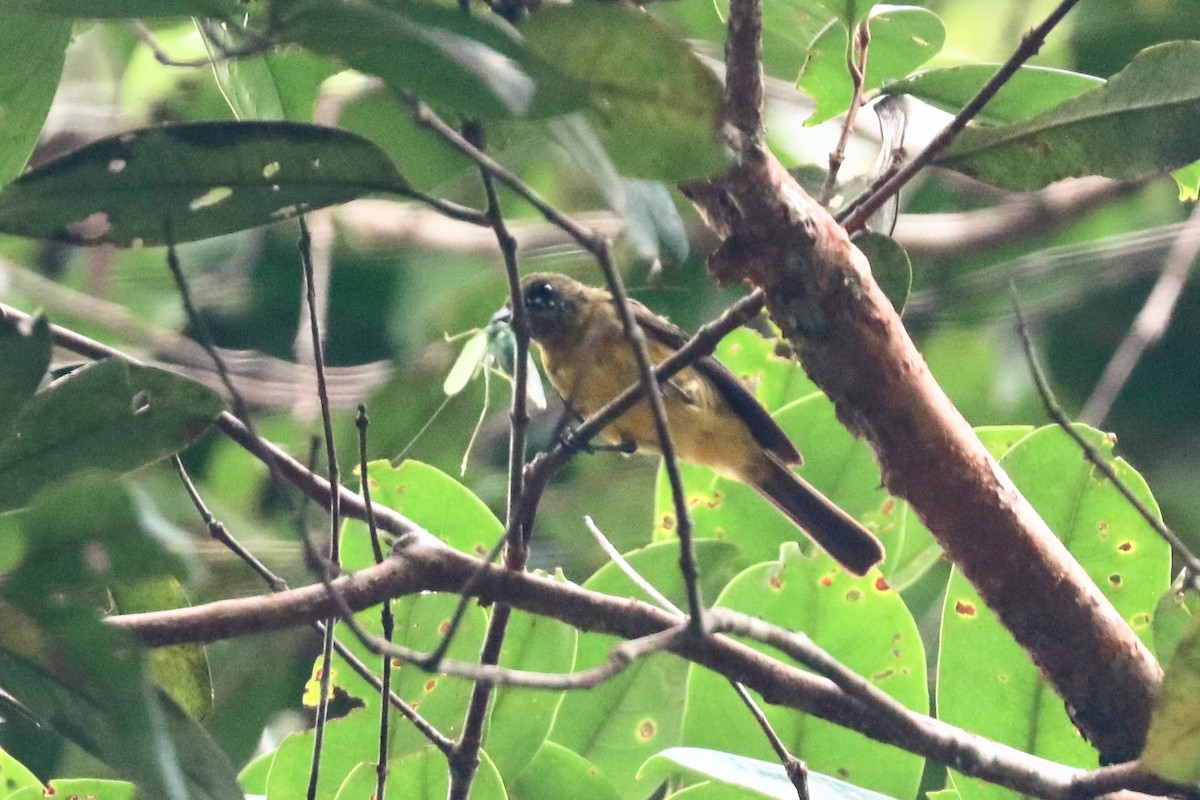 Monarca Dorado - ML647595359