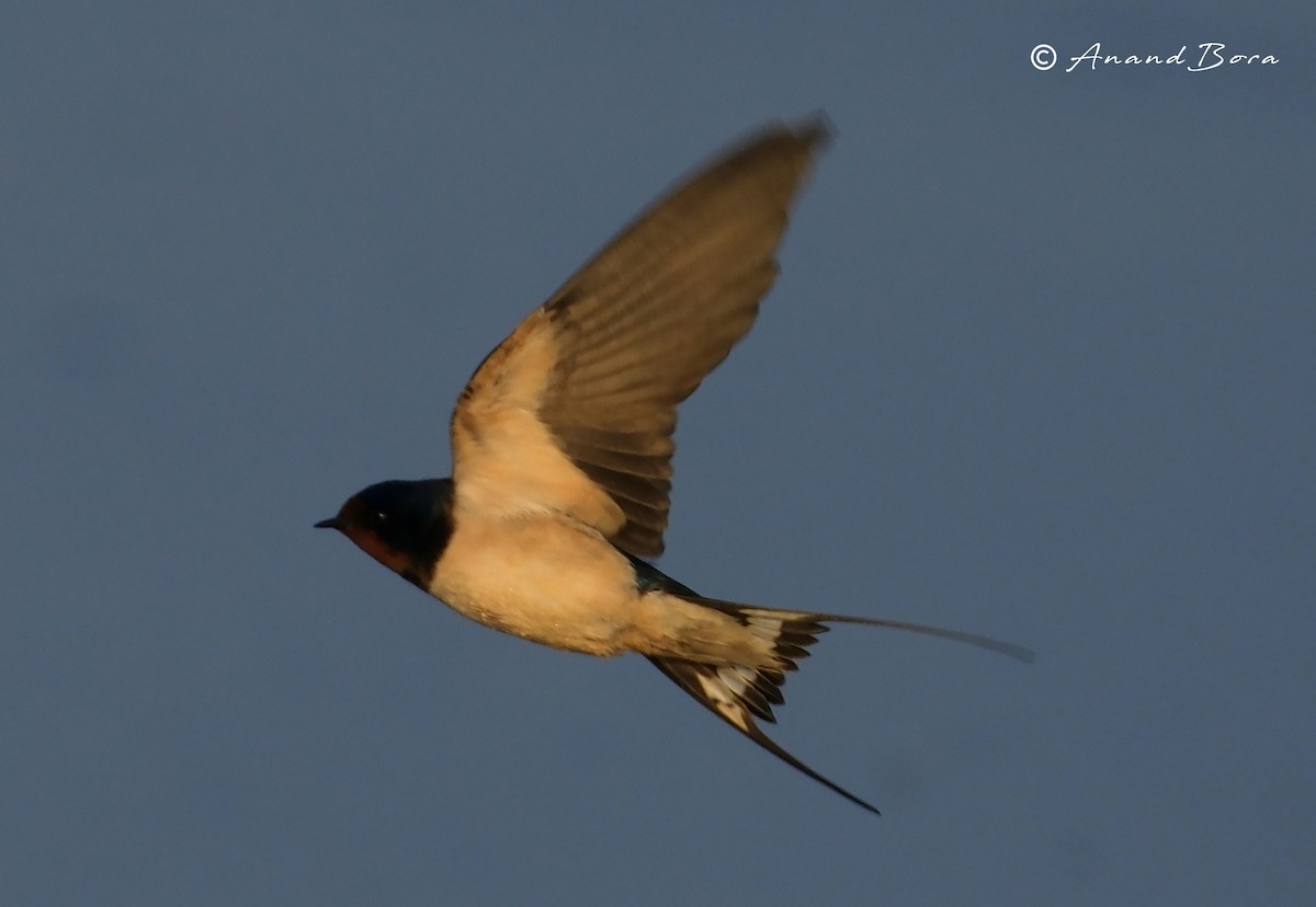 Golondrina Común - ML647595360