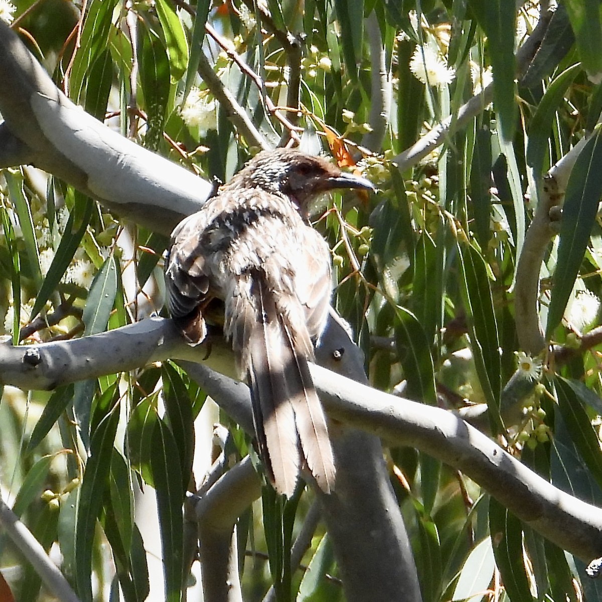 Mielero Carunculado - ML647595361