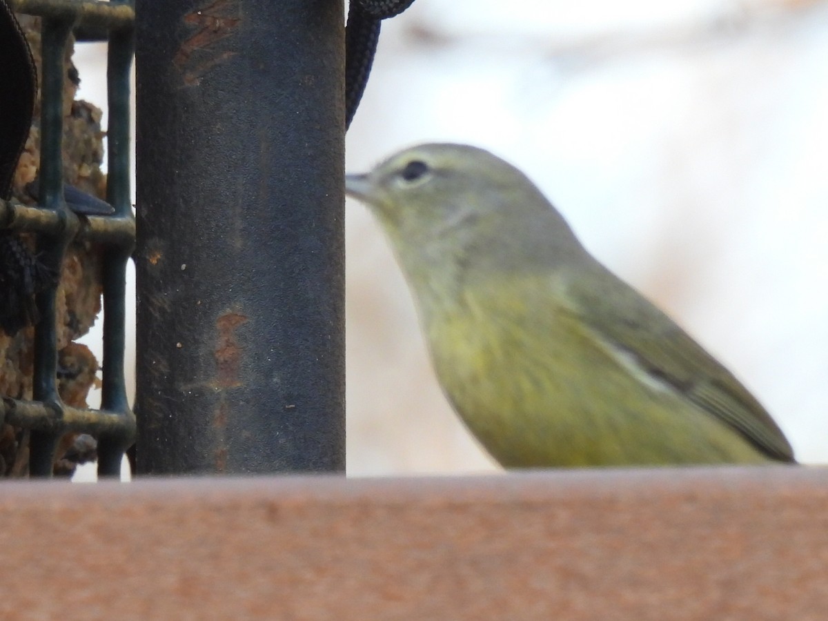 Reinita Coroninaranja - ML647595362