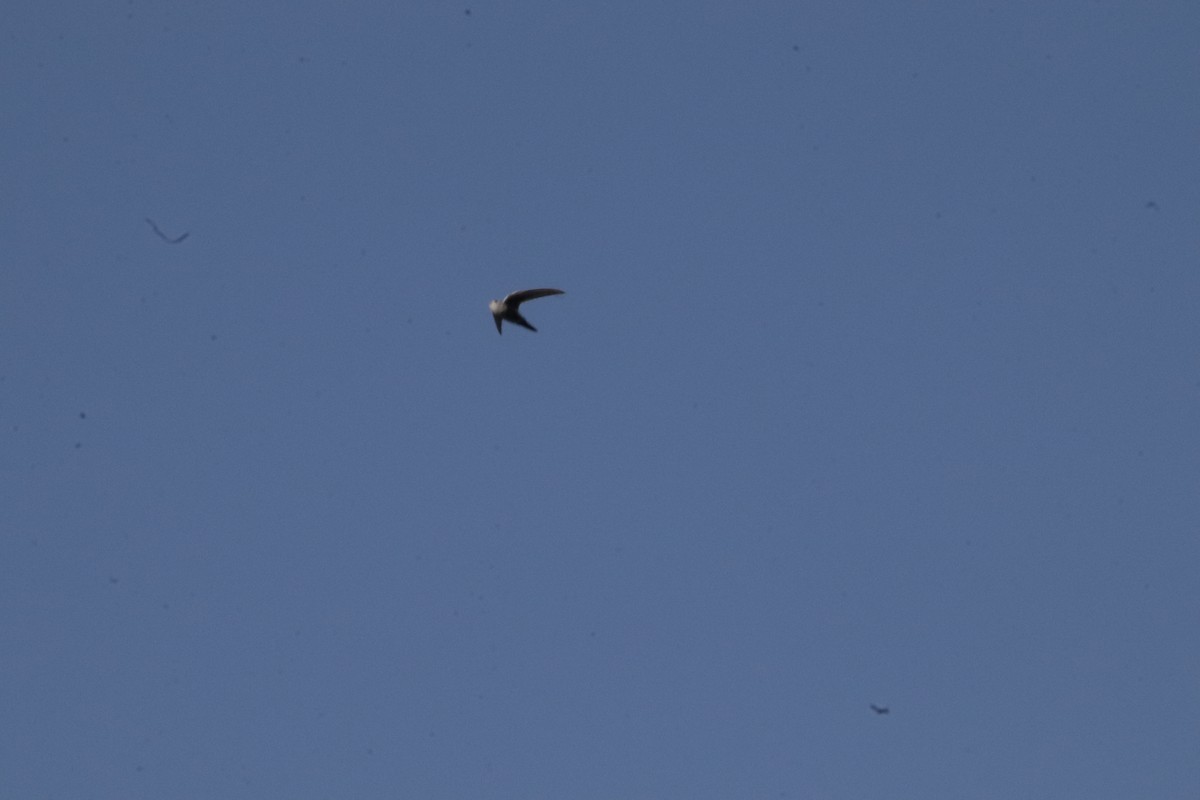 Vencejo Gorjiblanco - ML647595363