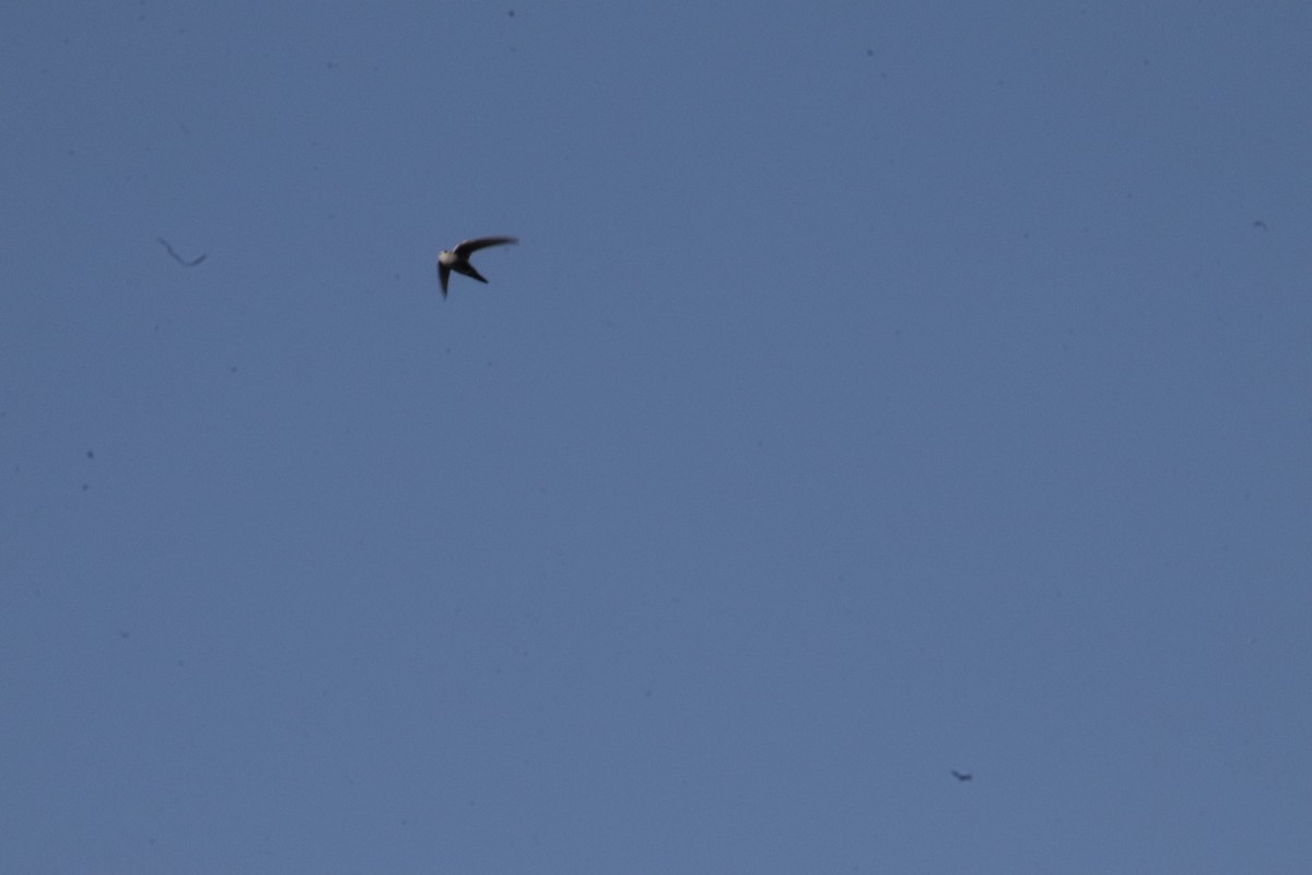 Vencejo Gorjiblanco - ML647595364