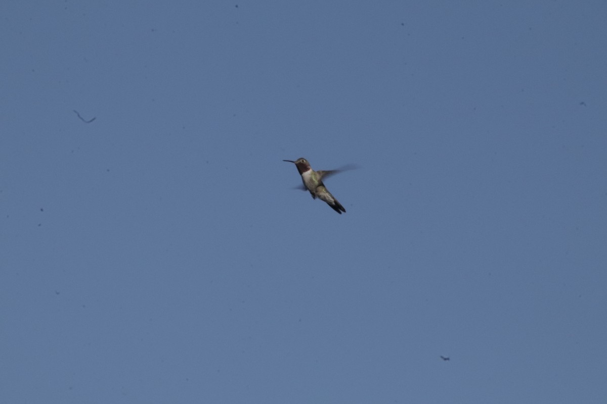 Colibrí Coliancho - ML647595365