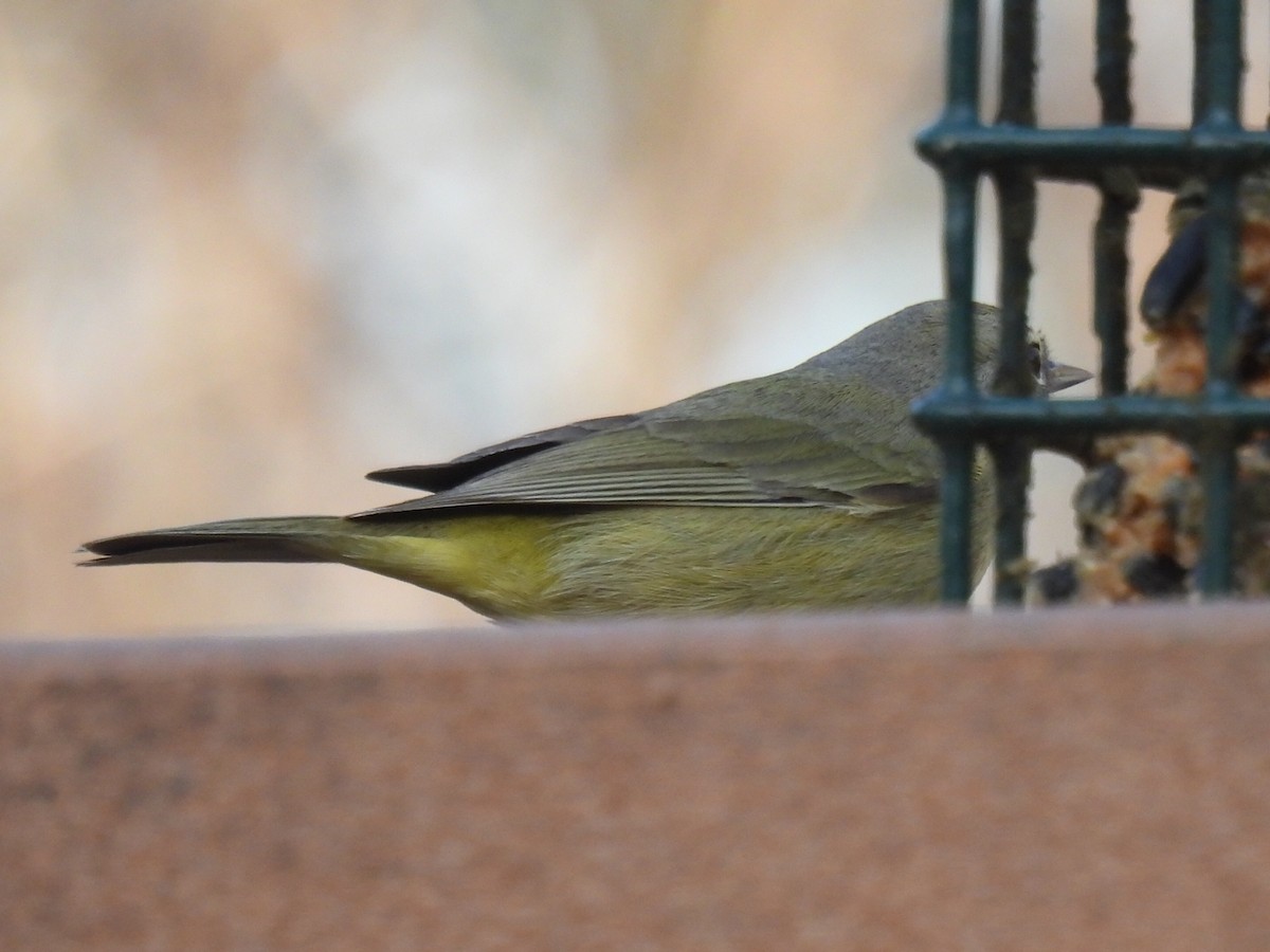 Reinita Coroninaranja - ML647595366