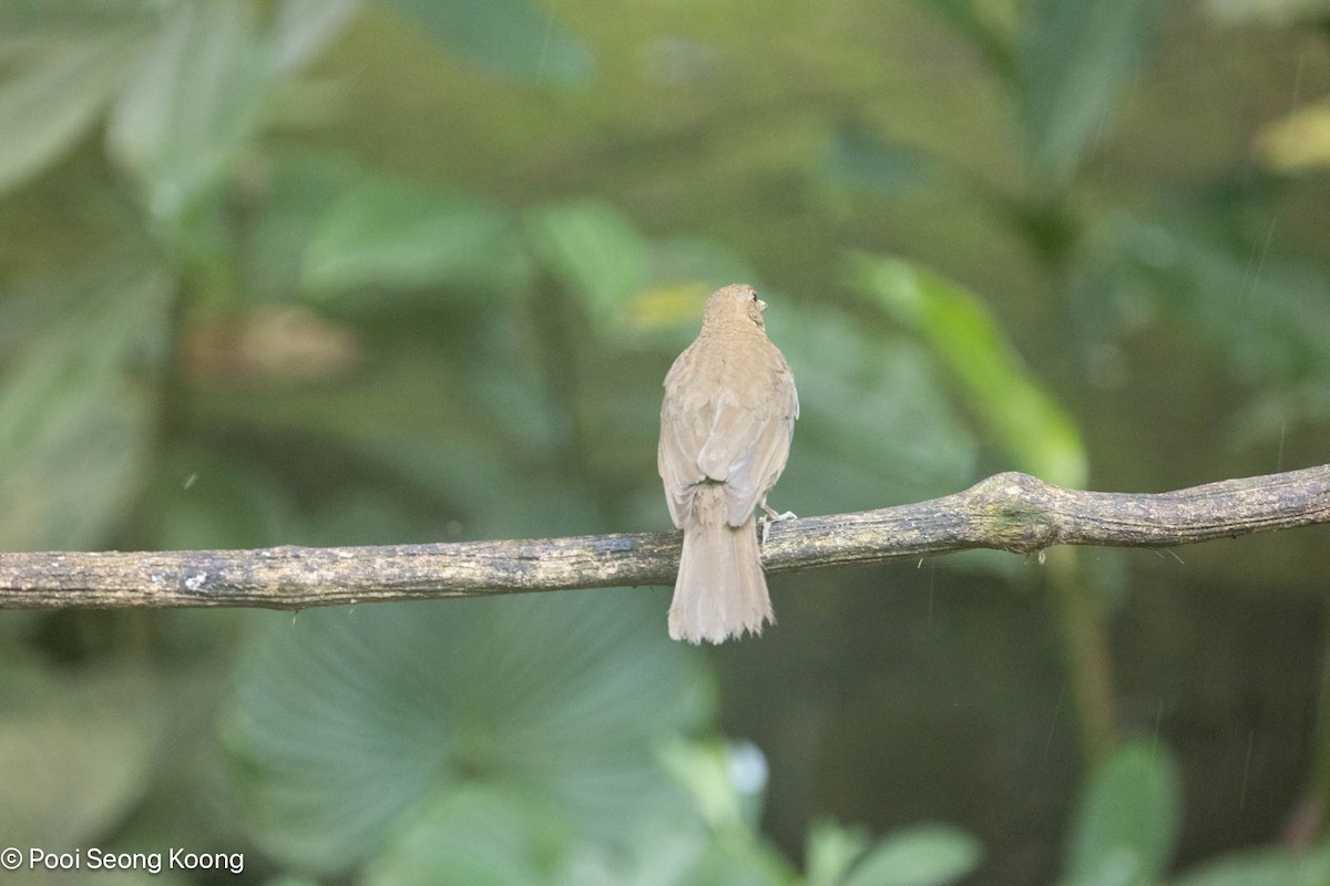 Zorzal Pardo - ML647595367