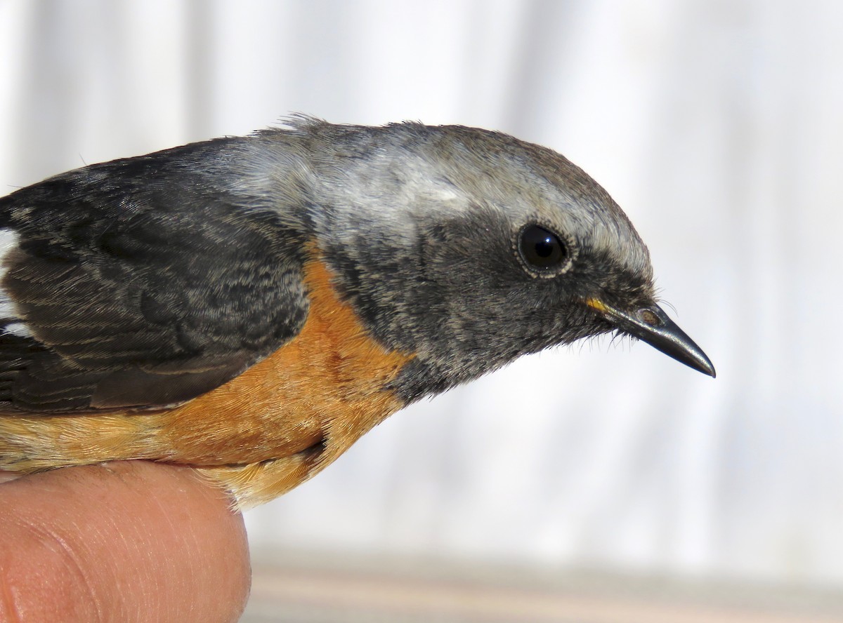 Colirrojo Dáurico - ML647595369