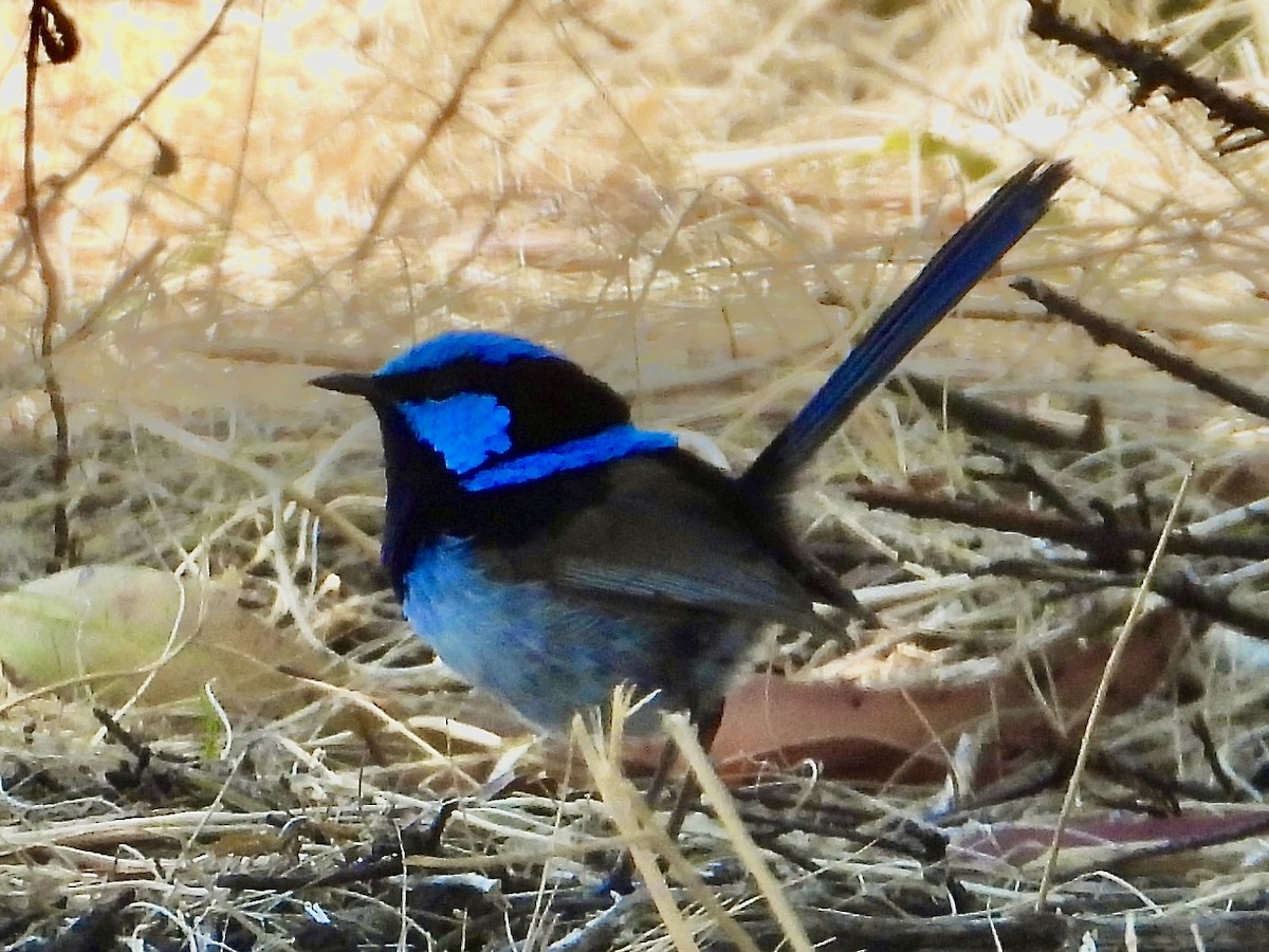 Maluro Soberbio - ML647595371