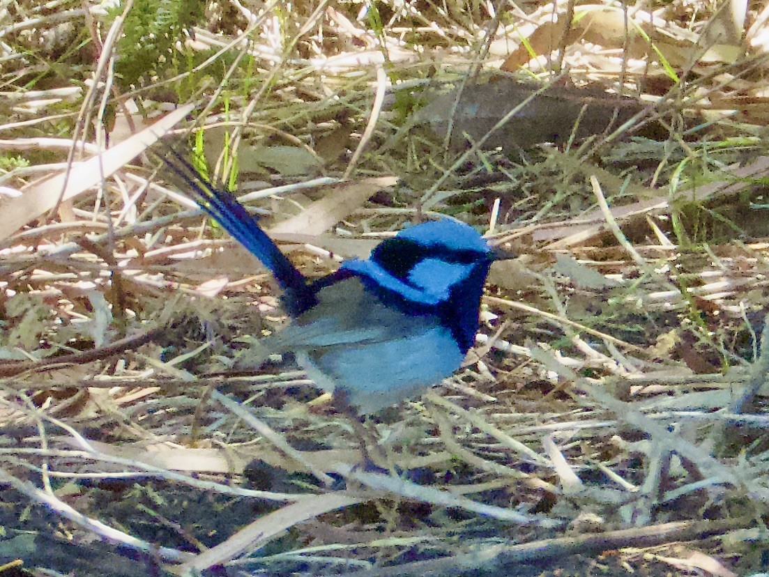 Maluro Soberbio - ML647595372