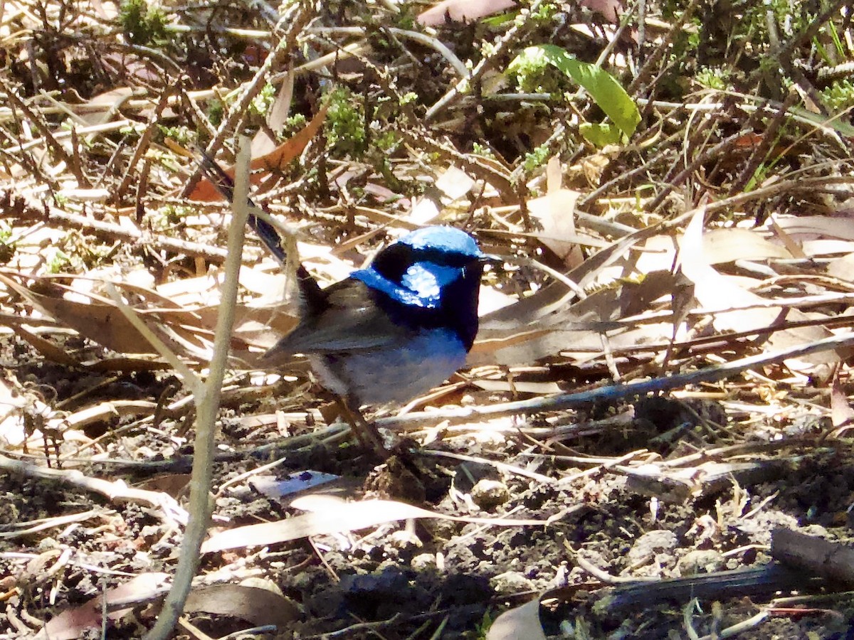 Maluro Soberbio - ML647595373