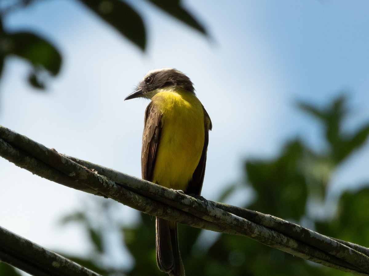 Bienteveo Alicastaño - ML647595374