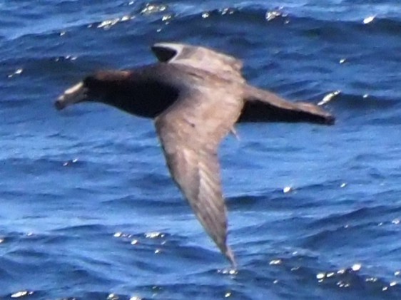 Abanto Marino Subantártico - ML647595375