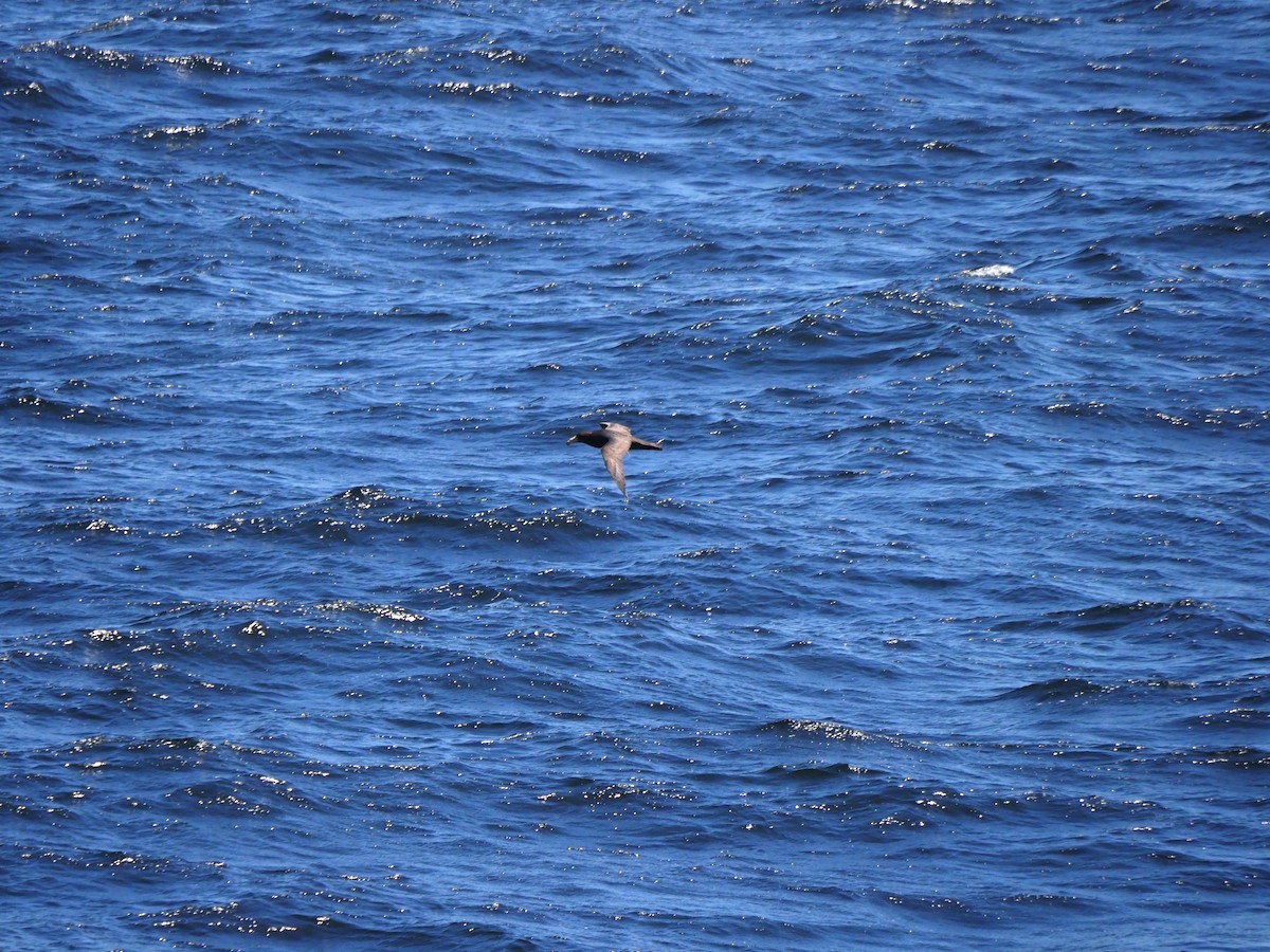 Northern Giant-Petrel - ML647595376