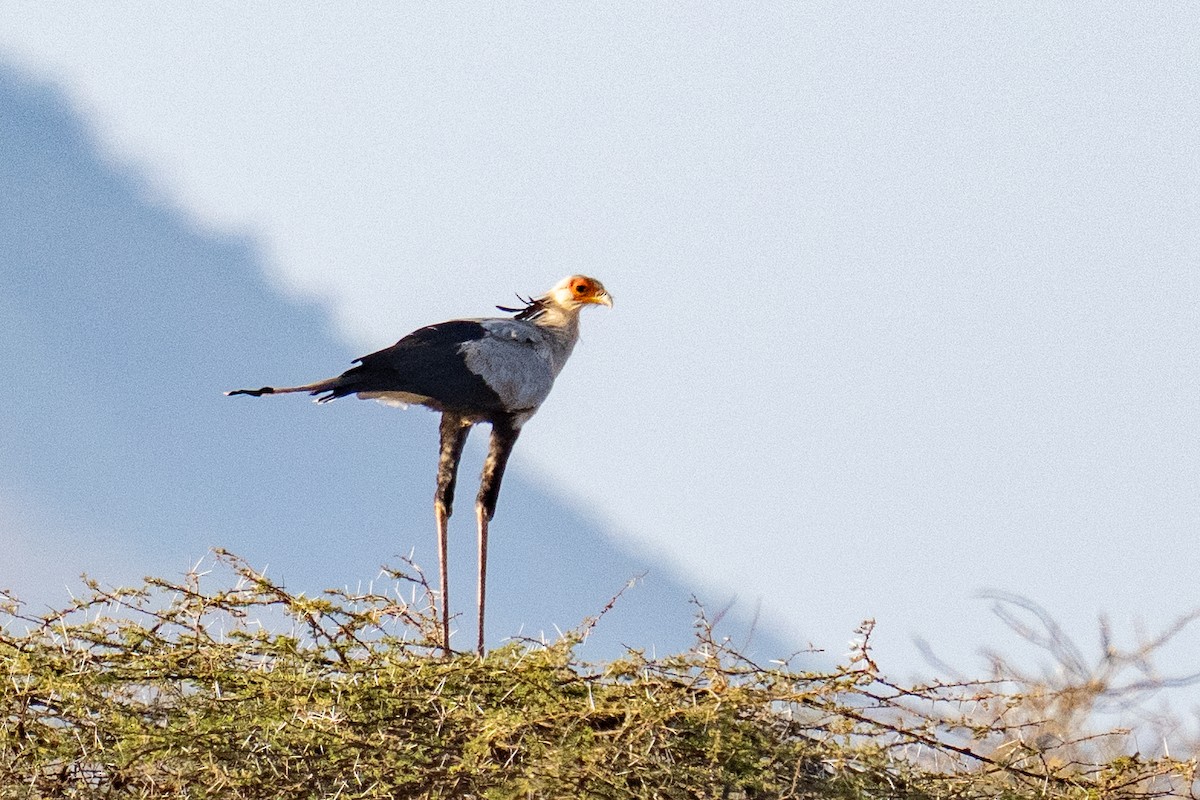 Secretario - ML647595378