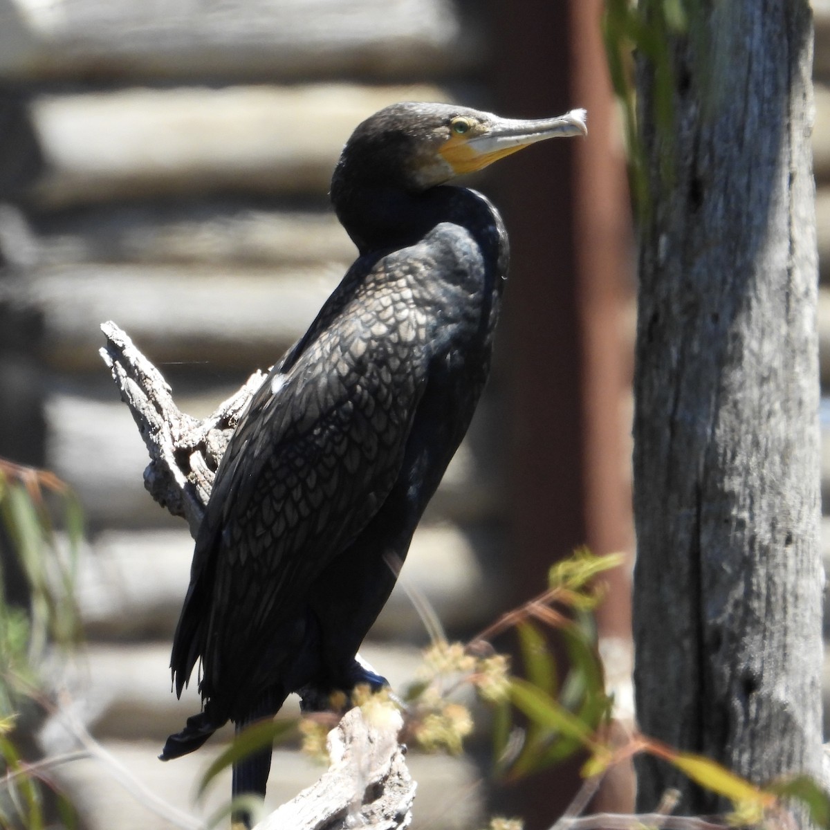 Cormorán Grande - ML647595379