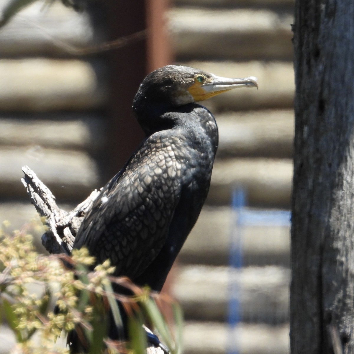 Cormorán Grande - ML647595380