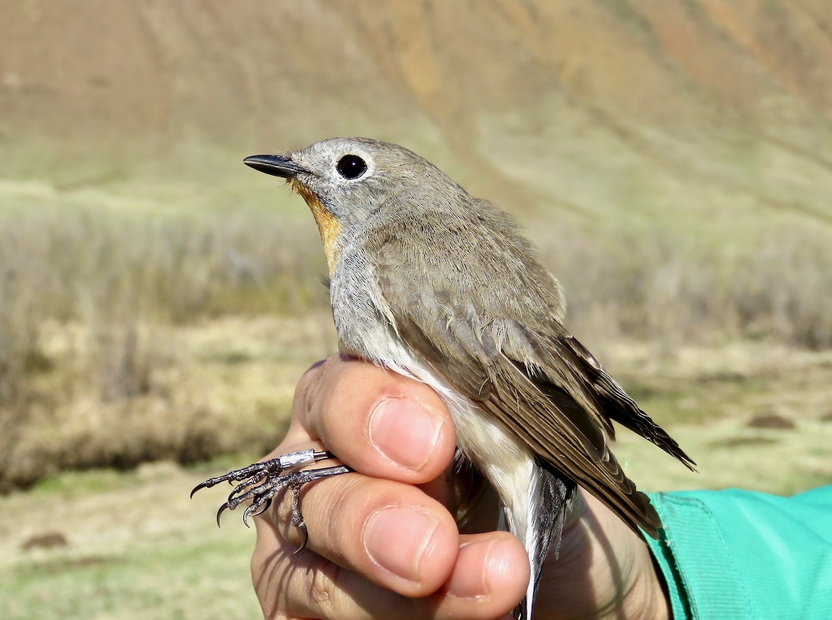 Papamoscas de la Taiga - ML647595383