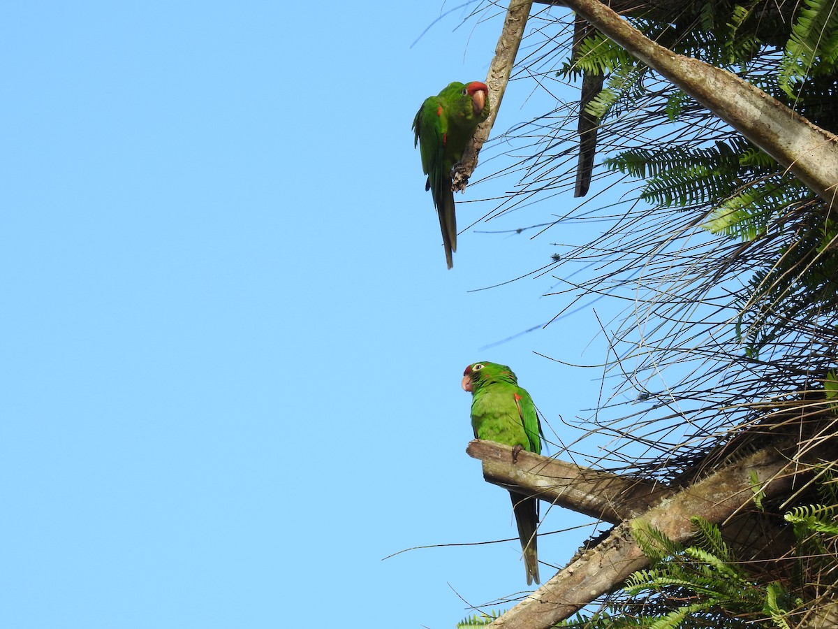 Crimson-fronted Parakeet - ML647595384