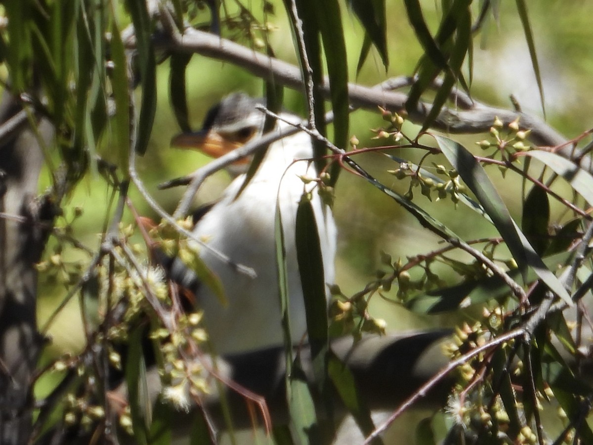 Cormorán Piquicorto - ML647595385