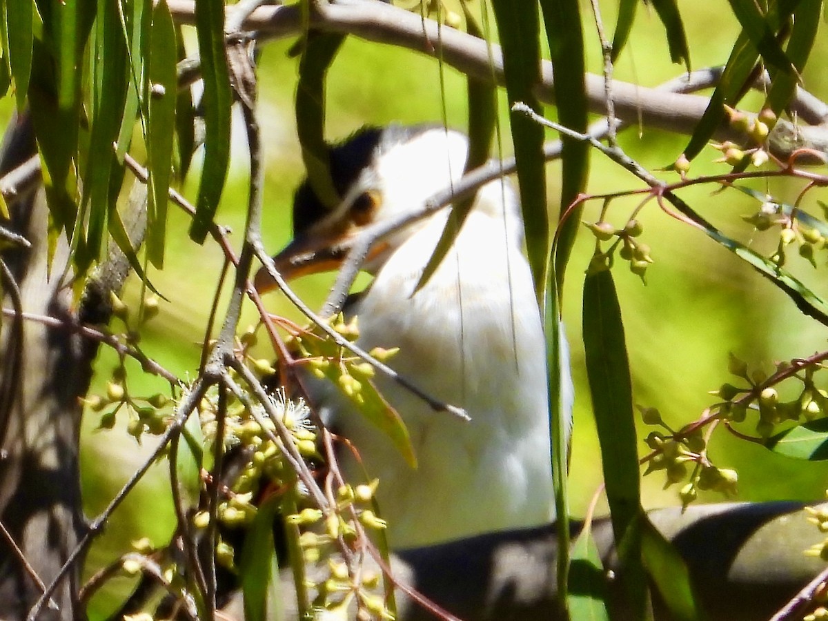 Cormorán Piquicorto - ML647595386