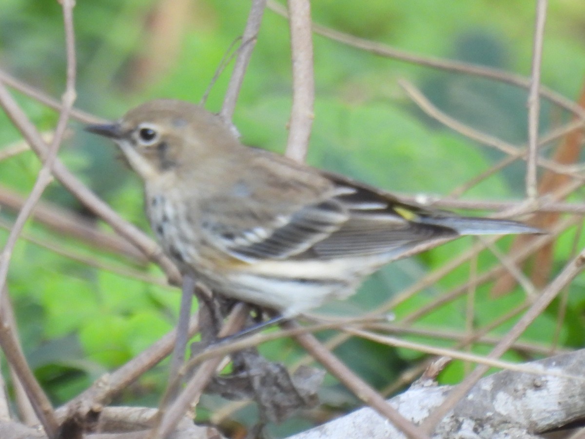 Reinita Coronada - ML647595387