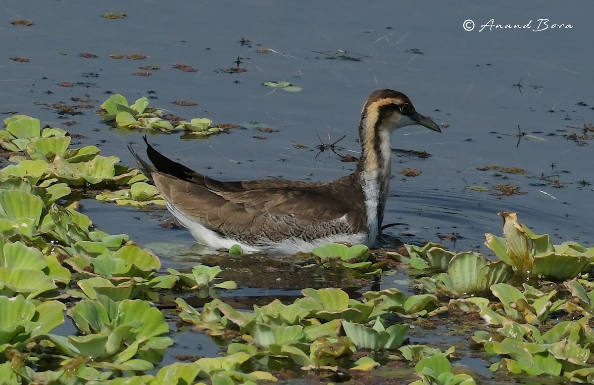 Pheasant-tailed Jacana - ML647595401