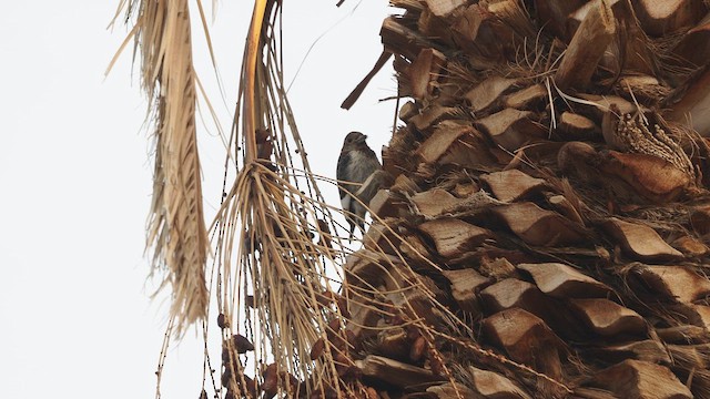 datel červenohlavý - ML647595402